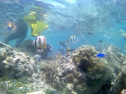 snorkeling di pulau tiga gili petelu